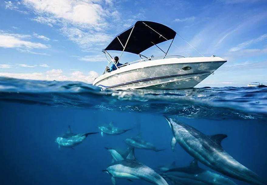 Boat Trips & Swim with Dolphins